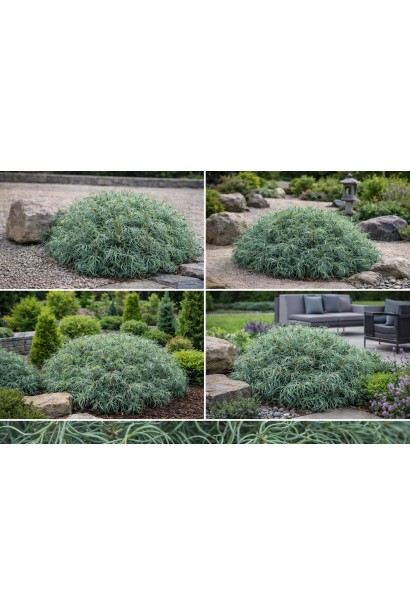 Pinus strobus Squigles в саду